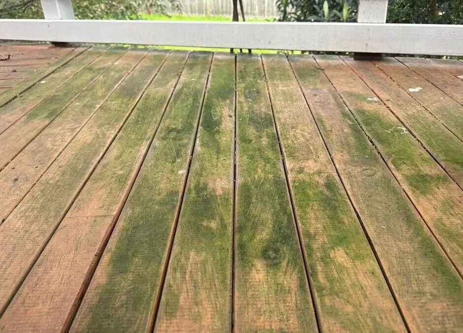 Expert Secrets… Remove Mold and Get Green Algae off Your Deck…